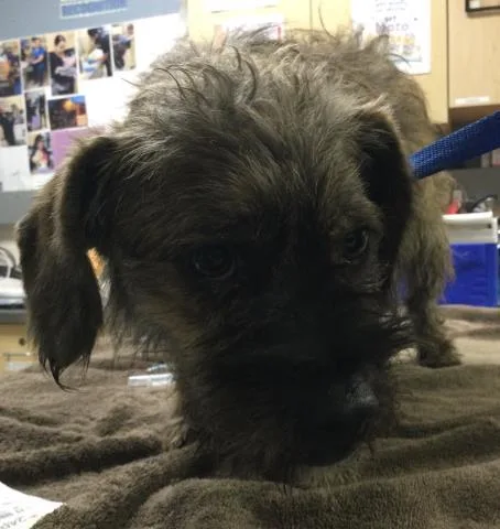 An adult small-sized male Terrier dog named Gumbo for adoption in Riverside, CA