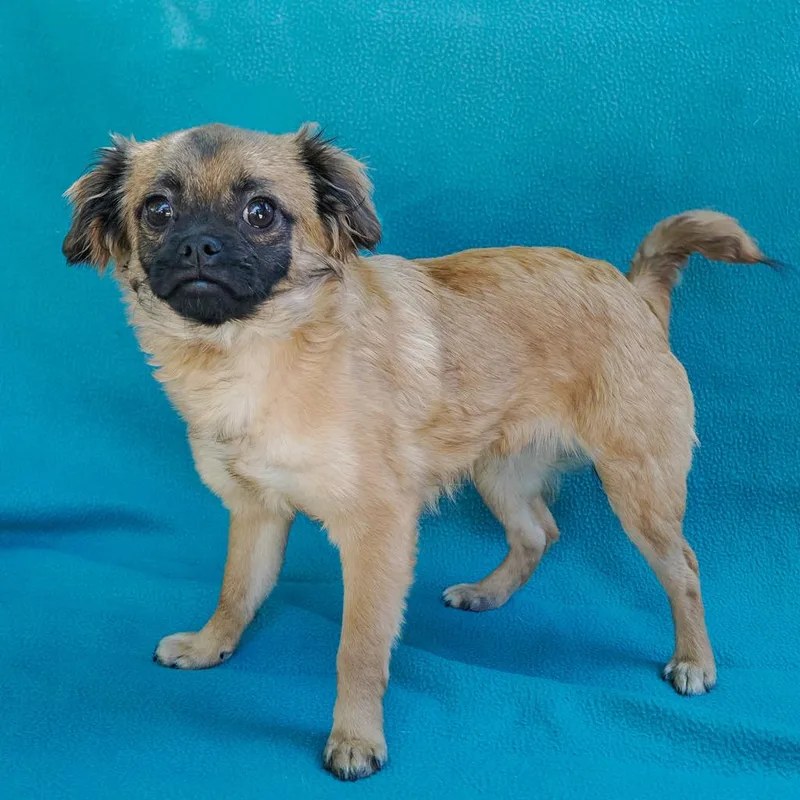 A young small-sized female Brown / Chocolate Pug dog named Muffin for adoption in Point Richmond, CA