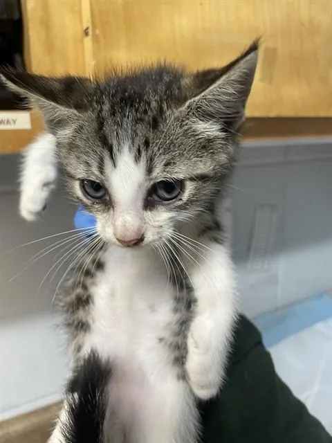 A baby small-sized male Domestic Short Hair cat named Dean for adoption in Tallahassee, FL