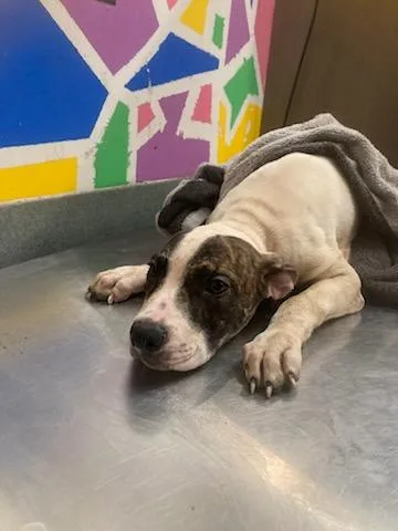 A baby small-sized female Pit Bull Terrier dog named Sky for adoption in Baytown, TX