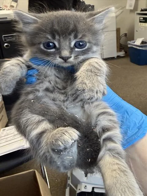 A baby small-sized male Gray / Blue / Silver Domestic Short Hair cat named Asher for adoption in Woodland, CA