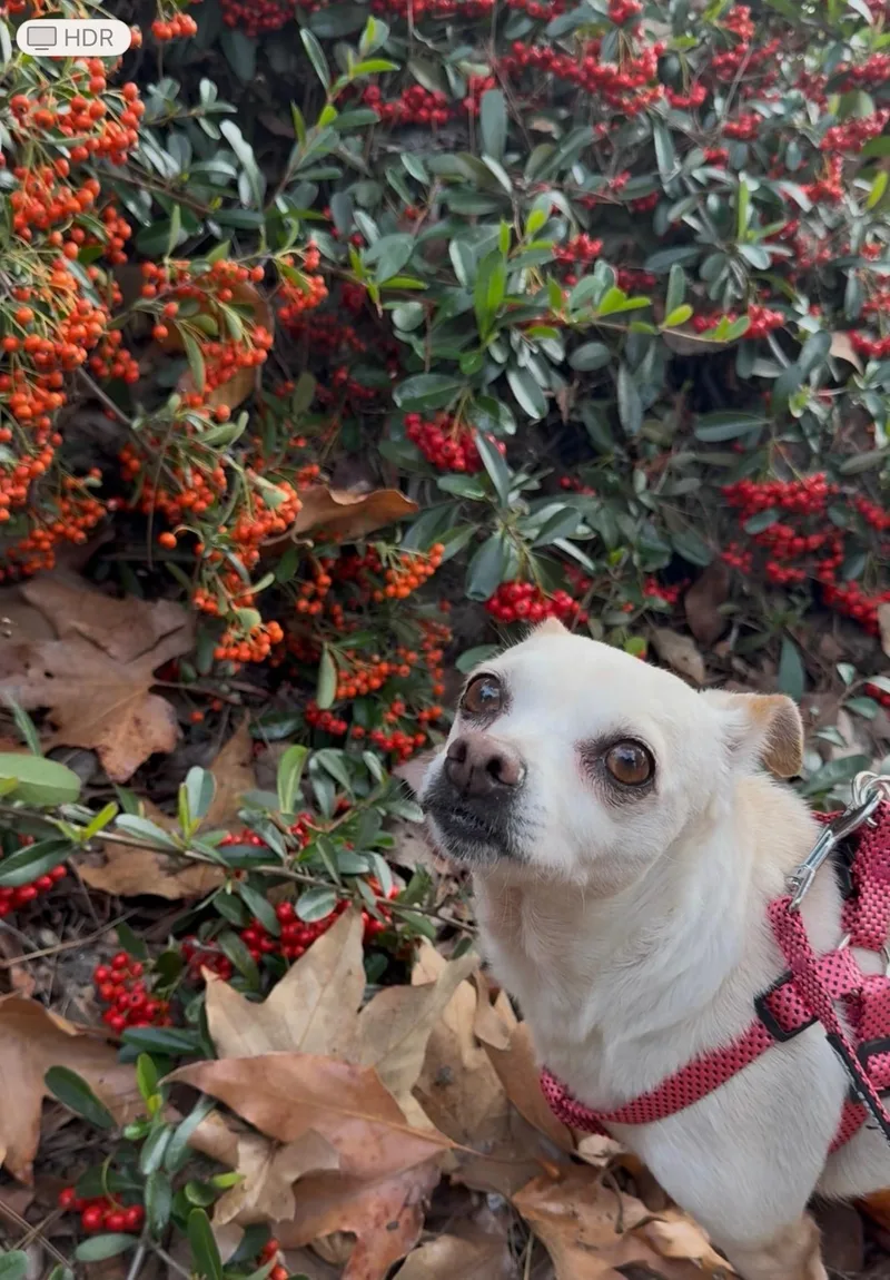 Daisy 🌼 thumbnail 2