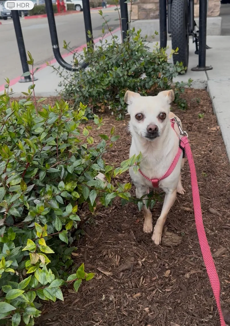 Daisy 🌼 thumbnail 3