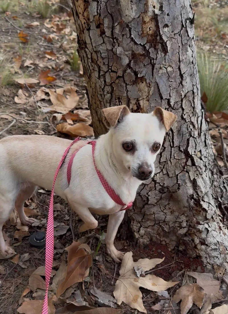 Daisy 🌼 thumbnail 4