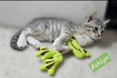A baby medium-sized female Tabby (Gray / Blue / Silver) Domestic Short Hair cat named Ashlyn for adoption in Liverpool, TX