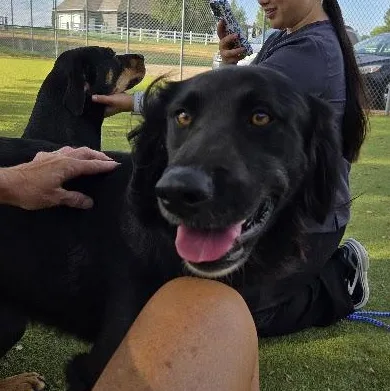 An adult medium-sized female Mixed Breed dog named Arah for adoption in Sterling, KS
