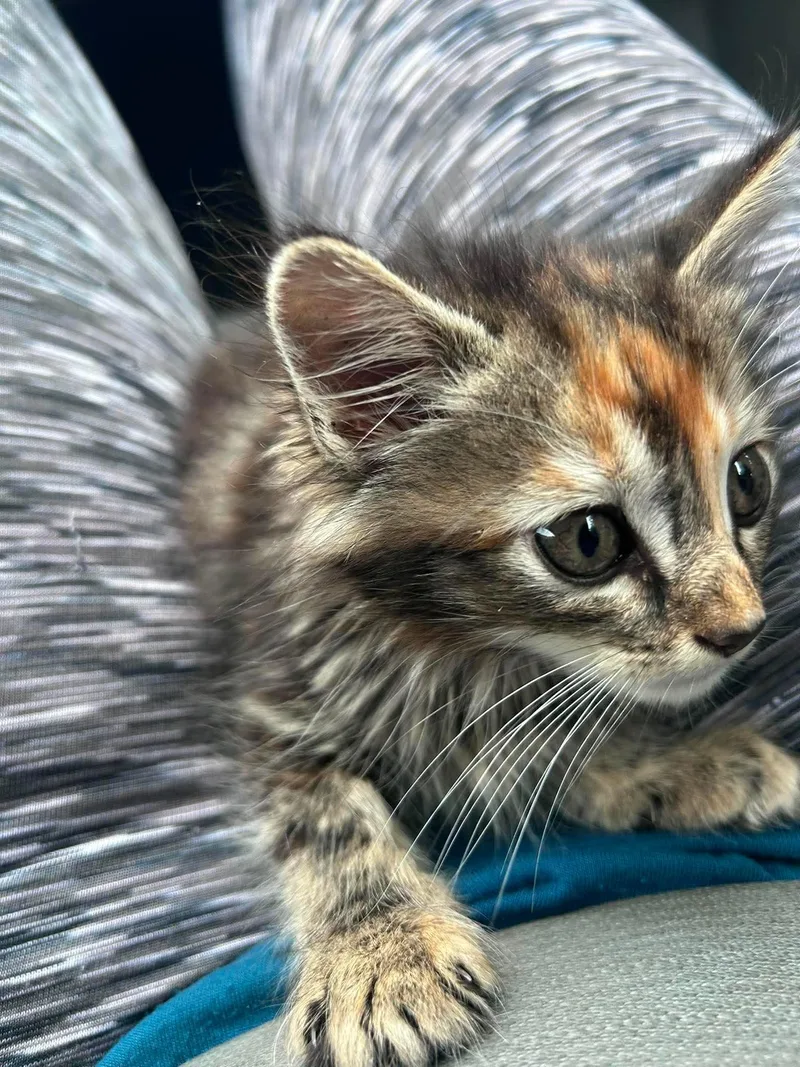 A baby small-sized female Domestic Medium Hair cat named Buttons for adoption in Randolph, AL