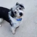 An adult small-sized male Terrier dog named Huxley for adoption in Itasca, IL