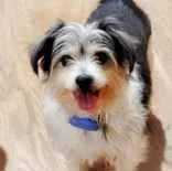 Huxley thumbnail 2