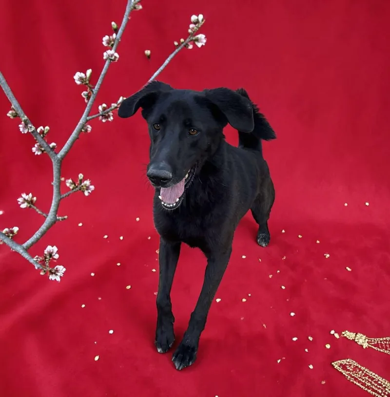 An adult medium-sized male Black Shepherd dog named Domino for adoption in Ventura, CA