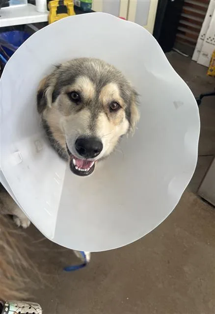 A young small-sized male Mixed Breed dog named Taco for adoption in Dallas, TX