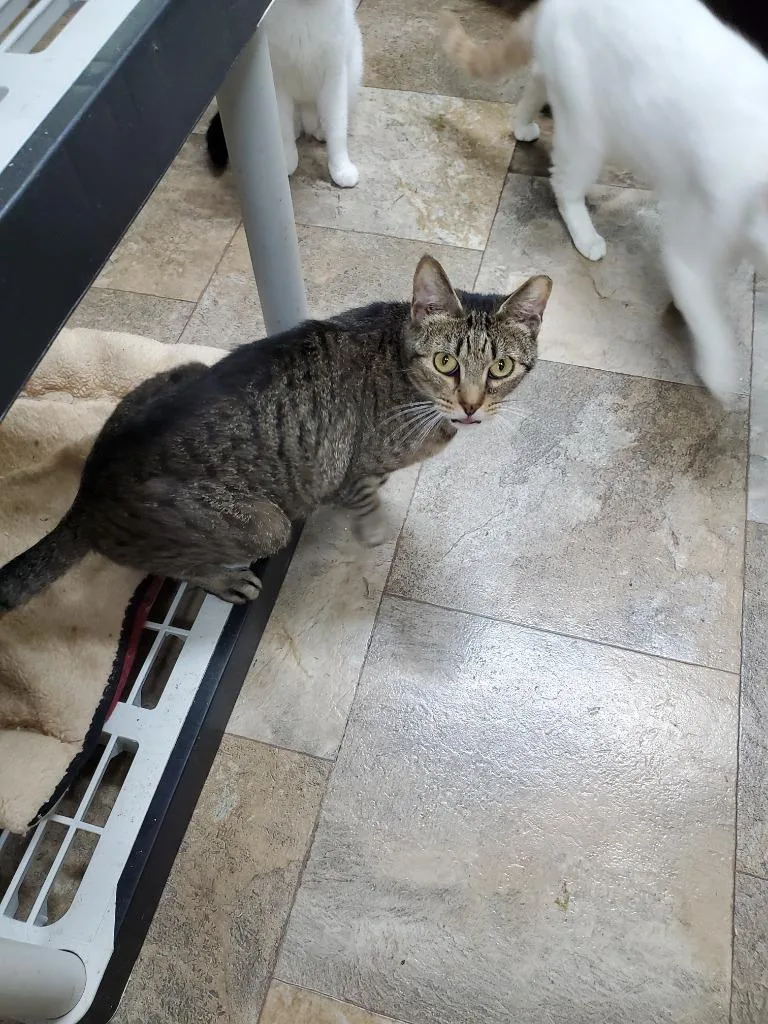 An adult large-sized female Domestic Short Hair cat named Lala for adoption in Philippi, WV