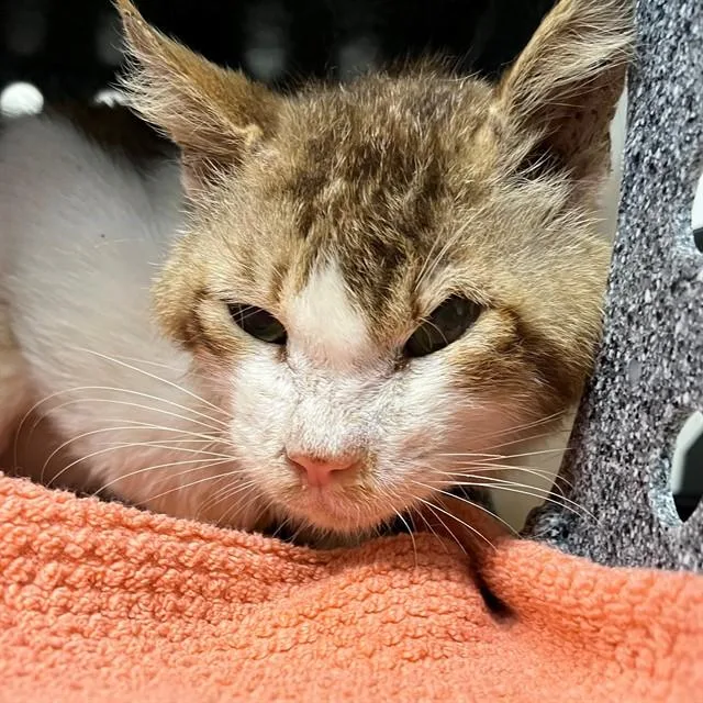 A young medium-sized male Domestic Short Hair cat named The Burger King for adoption in Naples, FL