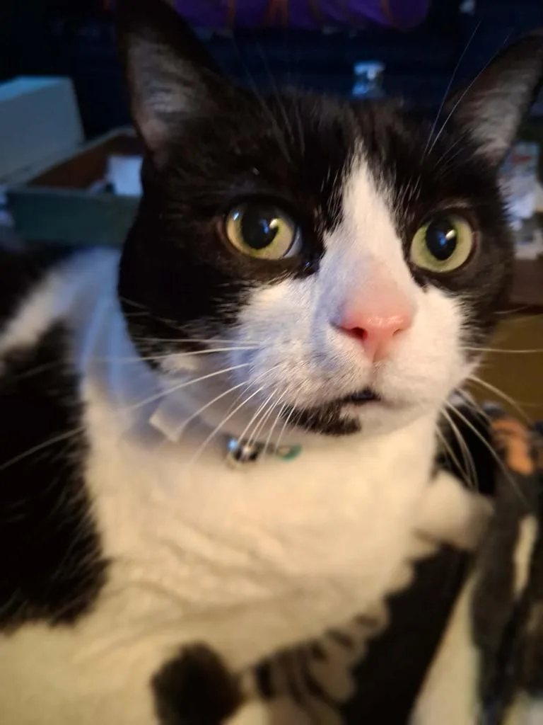 A senior extra large-sized female Domestic Short Hair cat named Kelsie for adoption in Fond Du Lac, WI