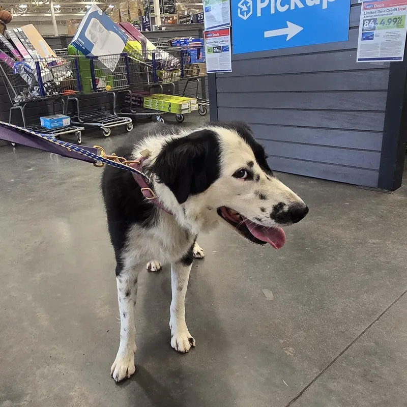 A young medium-sized female White / Cream Border Collie dog named Miss Skipper for adoption in Athens, AL