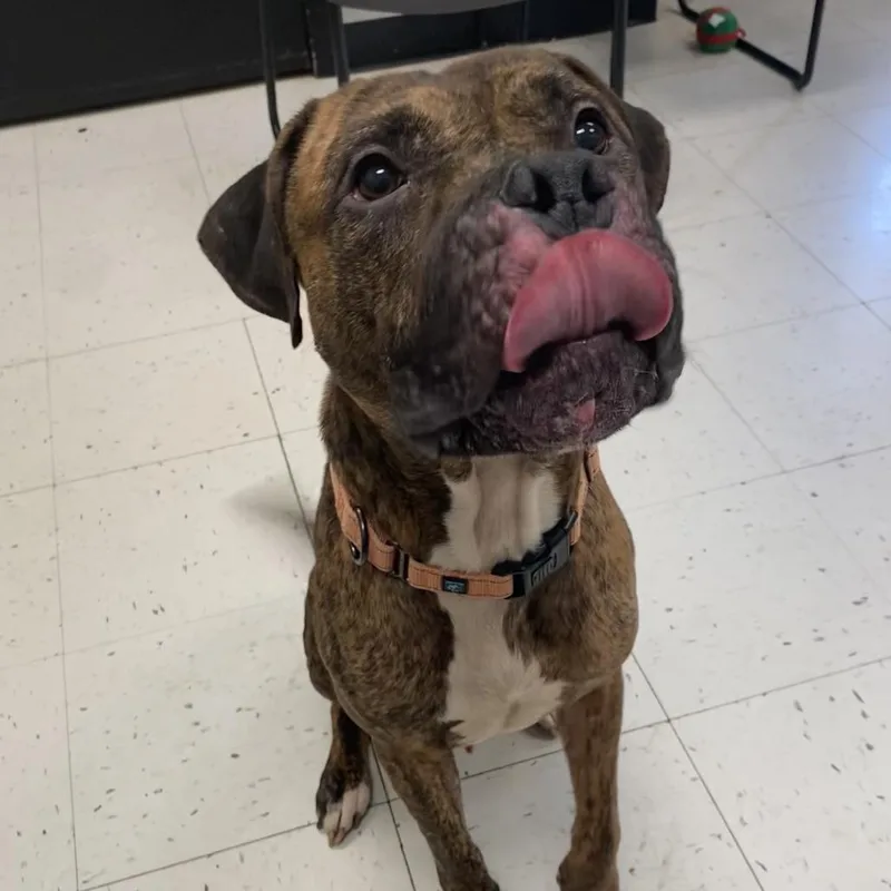 An adult medium-sized male Brown / Chocolate Mixed Breed dog named Meteora for adoption in Davenport, IA