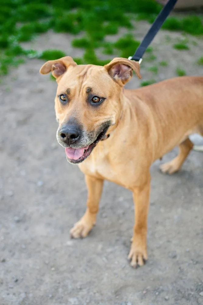 An adult large-sized female Brown / Chocolate Hound dog named Luna for adoption in Frankfort, NY