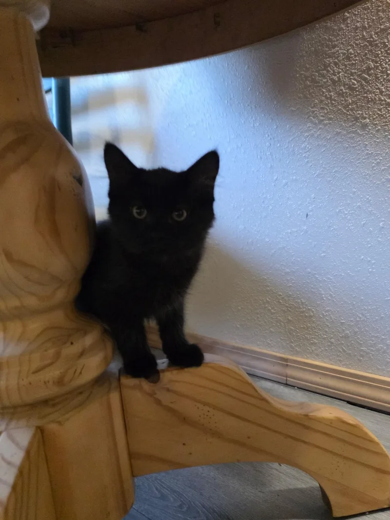 A baby small-sized male Domestic Medium Hair cat named Atlas for adoption in Wasilla, AK