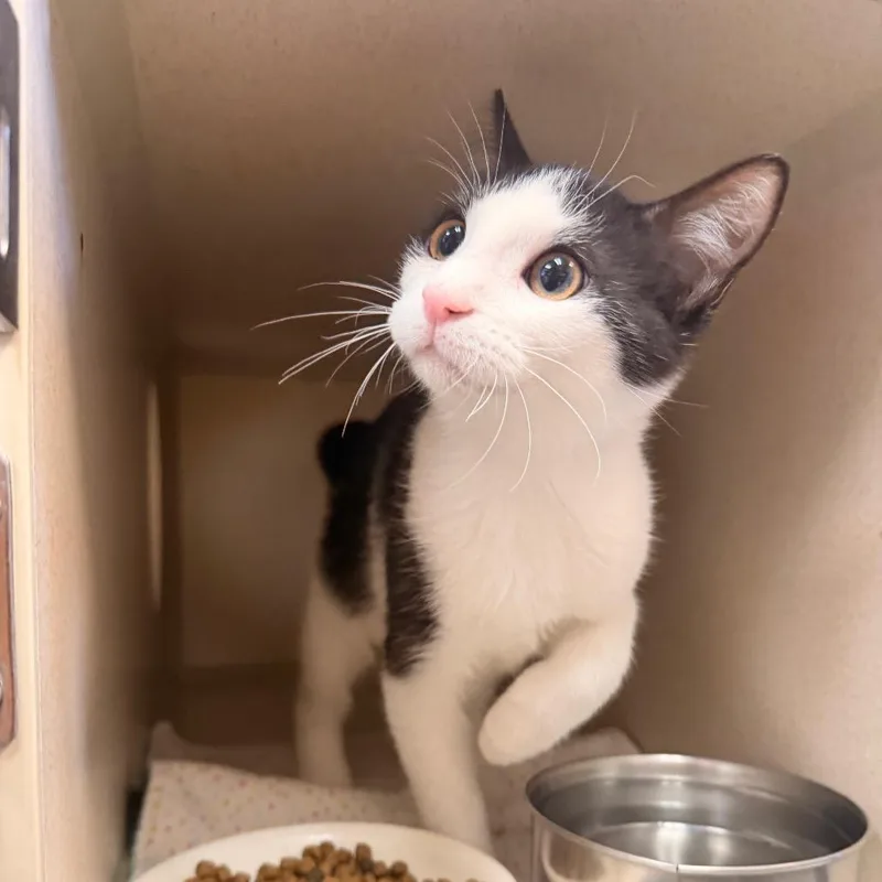 A baby small-sized female Black Domestic Short Hair cat named Artemis for adoption in Pagosa Springs, CO