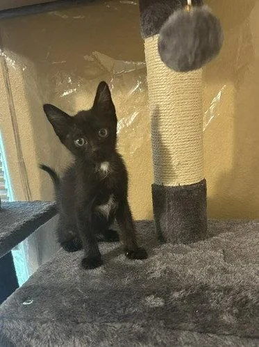 A baby medium-sized male Domestic Short Hair cat named Jackson for adoption in Orlando, FL