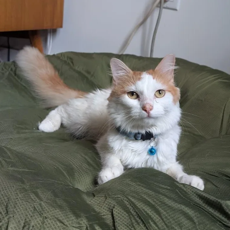 A young medium-sized male Orange & White Domestic Long Hair cat named Maestro for adoption in New York, NY