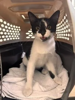 A baby small-sized male Domestic Short Hair cat named Angus for adoption in Lees Summit, MO
