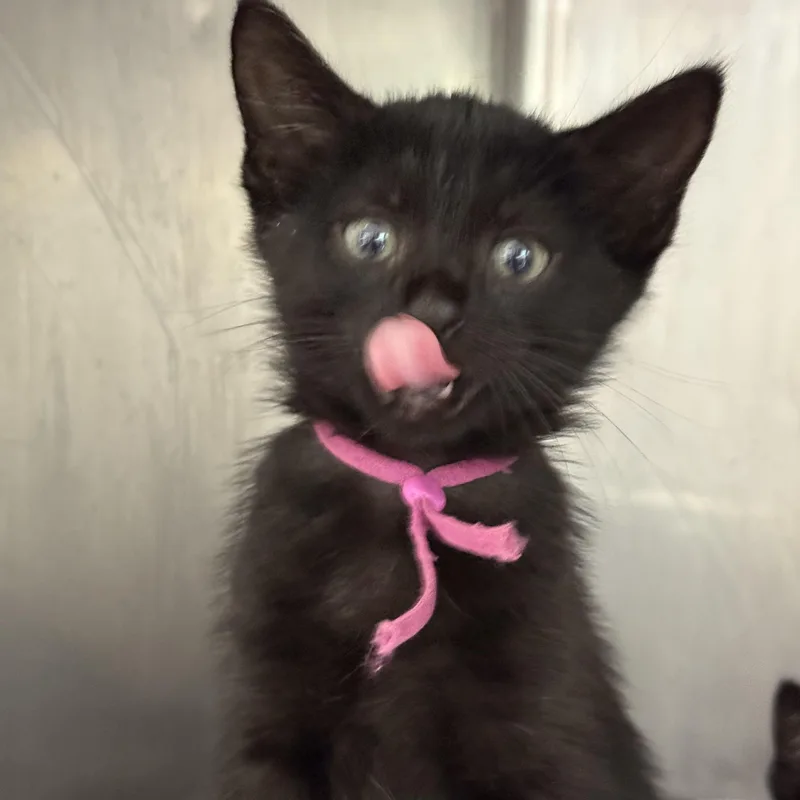 A baby medium-sized female Black Domestic Short Hair cat named Angelica for adoption in Lauderhill, FL