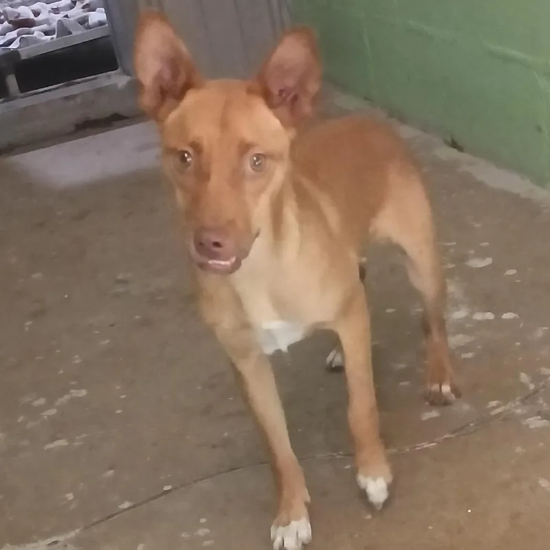A young small-sized female Brown / Chocolate Husky dog named Rosie for adoption in Franklin, NC