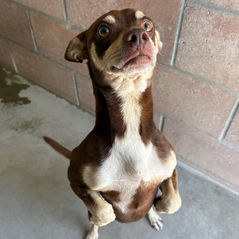 An adult small-sized male Brown / Chocolate Chihuahua dog named Louie for adoption in Santa Barbara, CA