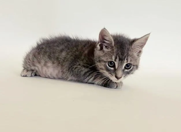A baby small-sized female Domestic Short Hair cat named Thumper for adoption in Saint Louis, MO