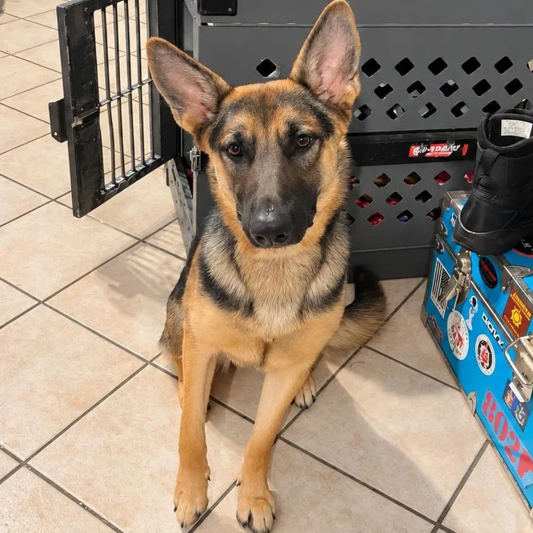 A baby large-sized female German Shepherd Dog dog named Helena for adoption in New Orleans, LA