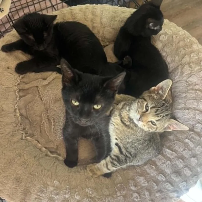 A baby small-sized female Domestic Short Hair cat named Sonya for adoption in Fairfax, VA