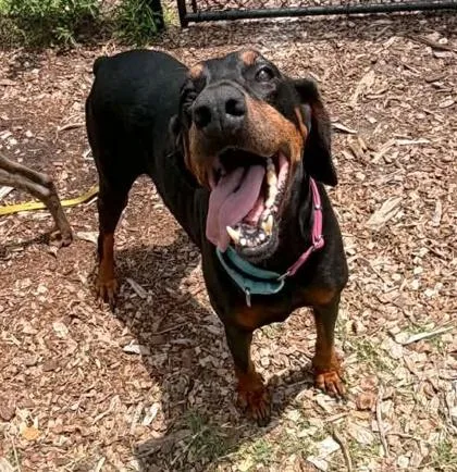 An adult large-sized female Doberman Pinscher dog named Cleo for adoption in Palm Coast, FL