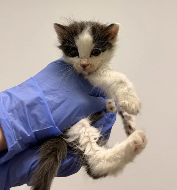 A baby small-sized male Domestic Long Hair cat named Highlighter for adoption in Oceanside, CA