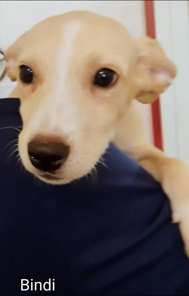Bindi