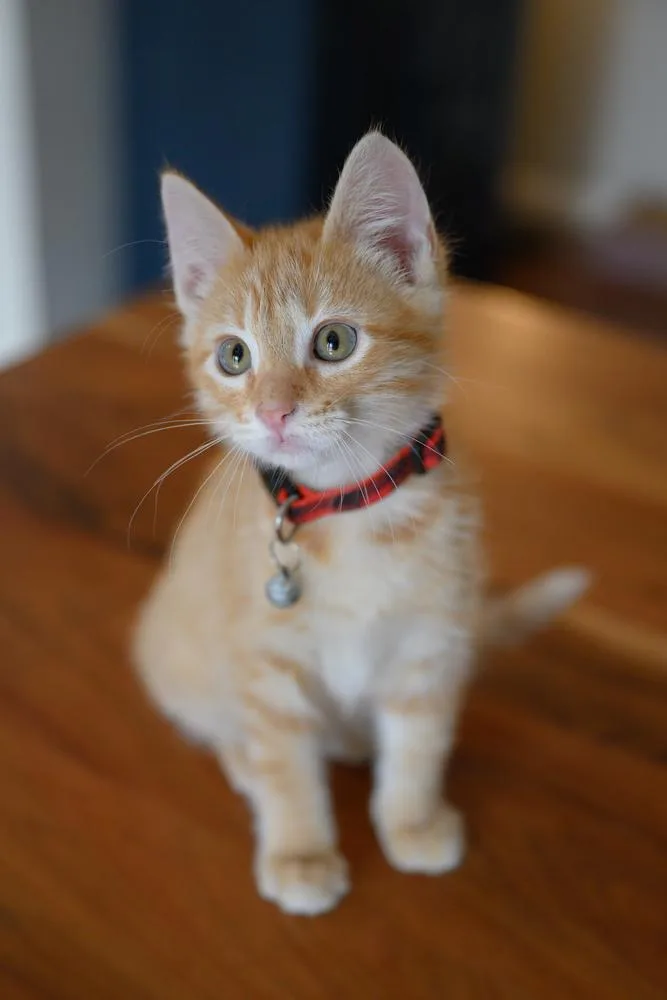 A baby small-sized male Tabby cat named Achilles for adoption in Dallas, TX