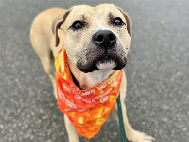 An adult medium-sized male Pit Bull Terrier dog named Atticus for adoption in Charlotte, NC