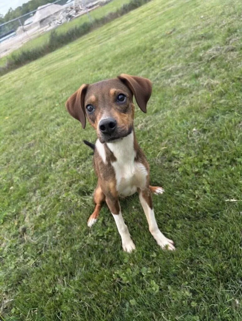 A baby medium-sized male Mixed Breed dog named Cashew for adoption in Wabash, IN