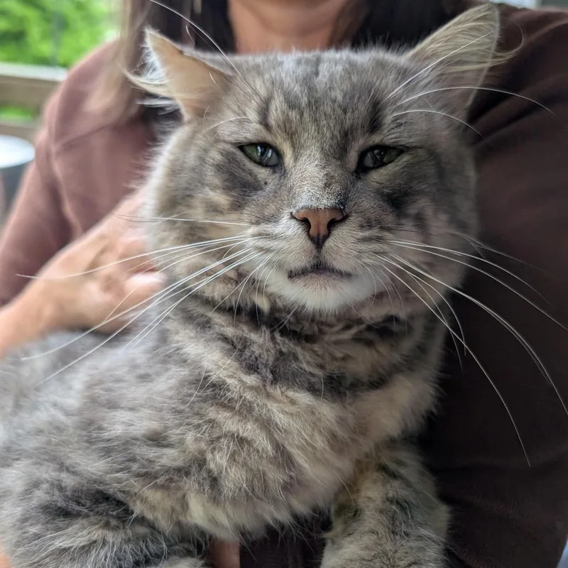 Stray Cat That We thumbnail 2