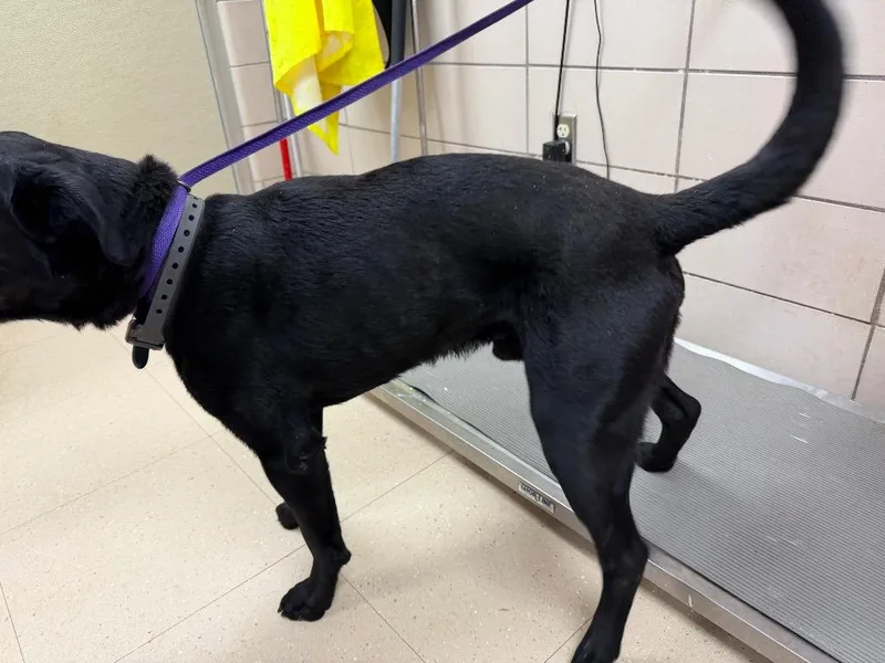 An adult large-sized male Labrador Retriever dog named Stallion "Colt for adoption in Bossier City, LA