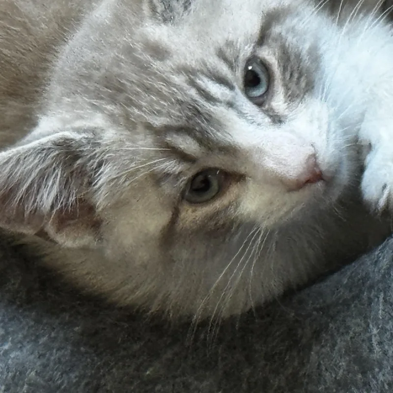 Cinnamon thumbnail 2