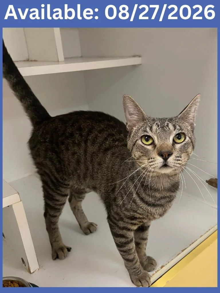 A young large-sized male Domestic Short Hair cat named Cat Condo  Milo for adoption in Greenville, TX