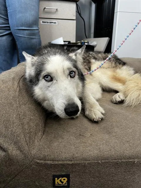 A senior large-sized male Mixed Breed dog named Apollo for adoption in Dallas, TX