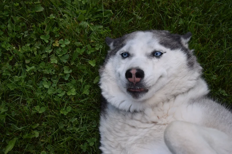 Hollywood Rose thumbnail 2