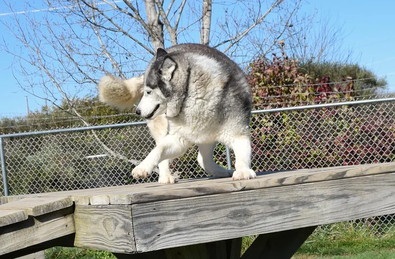 Hollywood Rose thumbnail 3