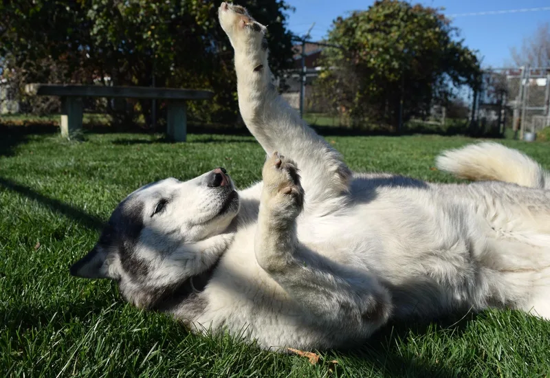 Hollywood Rose thumbnail 6