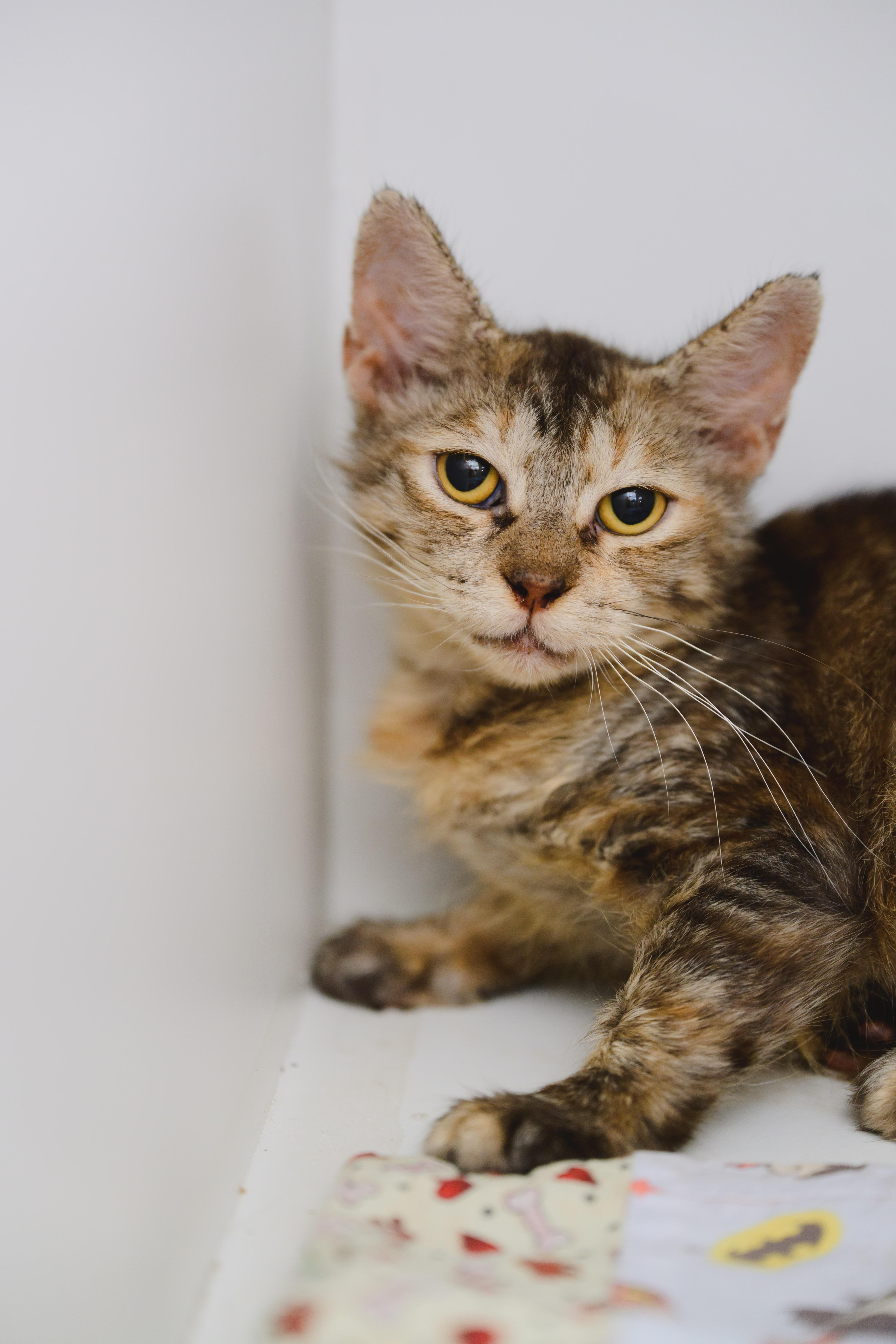 A young small-sized female Domestic Short Hair cat named Ginny for adoption in Honolulu, HI