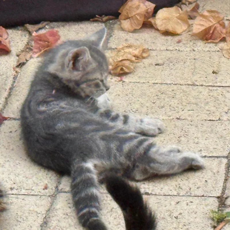 A baby small-sized female Gray / Blue / Silver Domestic Short Hair cat named Moon for adoption in West Palm Beach, FL