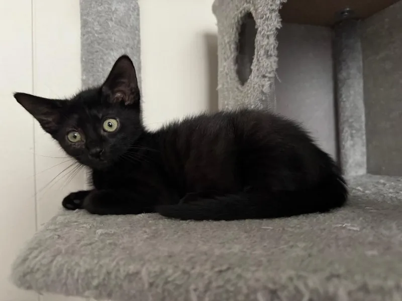 A baby medium-sized male Domestic Short Hair cat named Thistle for adoption in Johnson City, TN