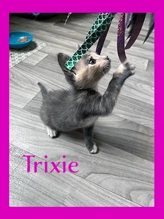 A baby medium-sized female Domestic Short Hair cat named Trixie for adoption in Hoover , AL